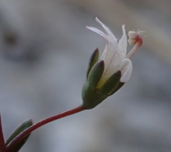 Nemacladus secundiflorus robbinsii