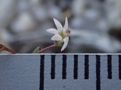 Nemacladus secundiflorus robbinsii