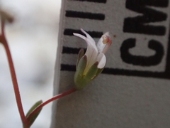 Nemacladus secundiflorus robbinsii