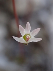 Nemacladus secundiflorus robbinsii