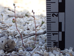 Nemacladus secundiflorus robbinsii