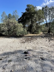 Nemacladus secundiflorus robbinsii