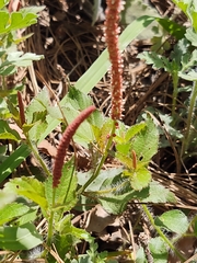 Acalypha monostachya