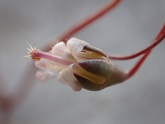 Nemacladus secundiflorus robbinsii