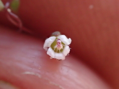 Nemacladus secundiflorus robbinsii