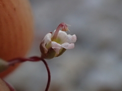 Nemacladus secundiflorus robbinsii