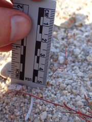 Nemacladus secundiflorus robbinsii