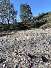 Nemacladus secundiflorus robbinsii