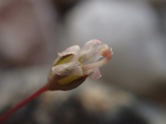 Nemacladus secundiflorus robbinsii