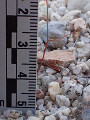 Nemacladus secundiflorus robbinsii