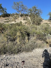 Nemacladus secundiflorus robbinsii