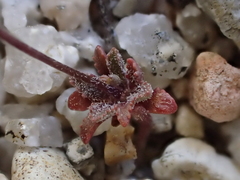 Nemacladus secundiflorus robbinsii