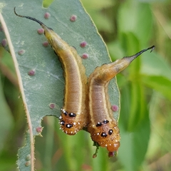 Lophyrotoma interrupta