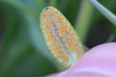 Puccinia plumbaria