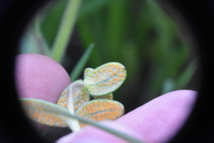 Puccinia plumbaria