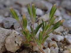 Pentachaeta alsinoides