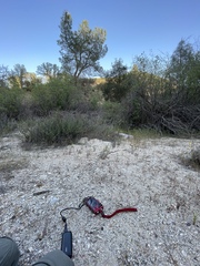 Pentachaeta alsinoides