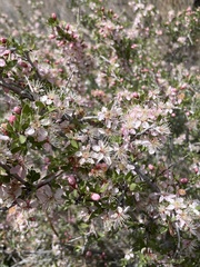 Prunus andersonii