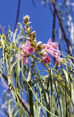 Chilopsis linearis