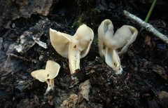 Helvella lactea