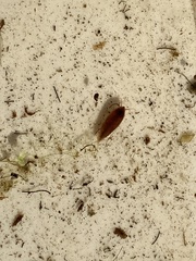 Cyzicus californicus