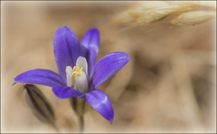 Brodiaea coronaria