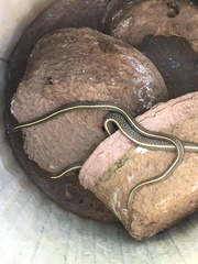 Thamnophis ordinoides