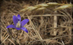 Brodiaea coronaria