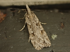 Scoparia chalicodes
