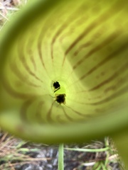 Exyra semicrocea