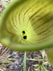 Exyra semicrocea