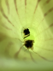 Exyra semicrocea