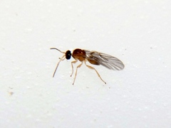 Neuroterus minutus