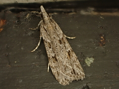 Scoparia chalicodes