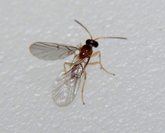 Neuroterus minutus
