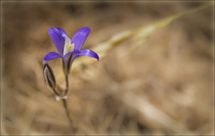 Brodiaea coronaria