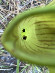 Exyra semicrocea
