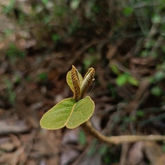 Callicarpa tomentosa