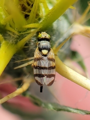 Urophora sirunaseva