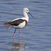 Stilts and Avocets - Photo (c) Kris Bernard, some rights reserved (CC BY-NC), uploaded by Kris Bernard