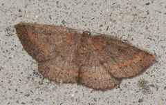 Casbia melanops