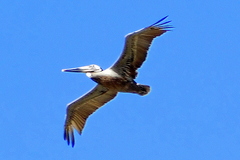 Pelecanus occidentalis