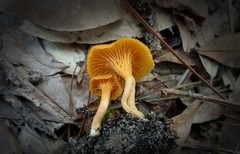 Parvocantharellus