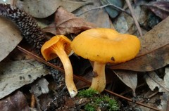 Parvocantharellus