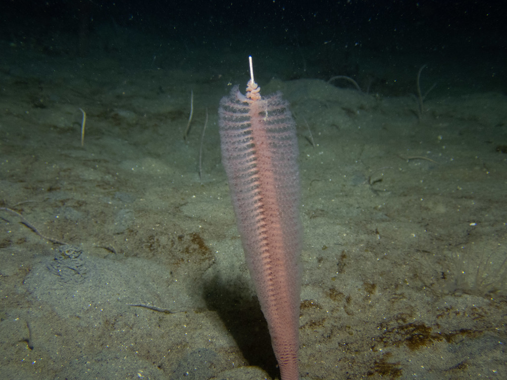 slender sea pen