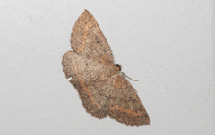 Casbia melanops