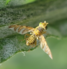 Chaetorellia succinea