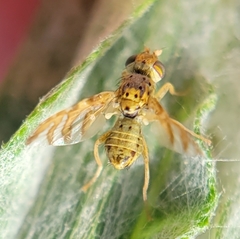 Chaetorellia succinea