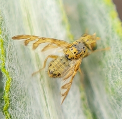 Chaetorellia succinea