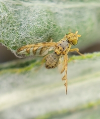 Chaetorellia succinea